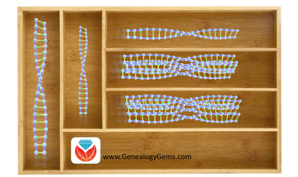 Organize DNA Matches in Your DNA “Drawer”